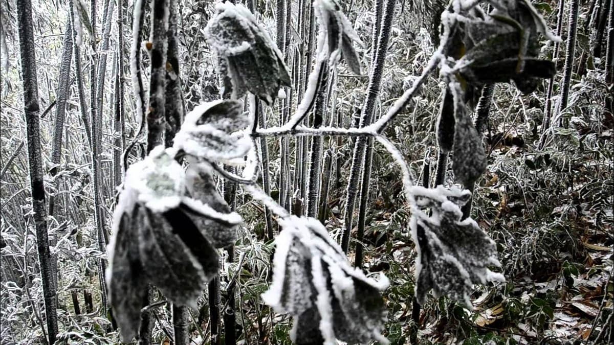 Tam Dao welcomes the first snowfall of the season 